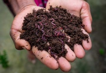 Vermicompost